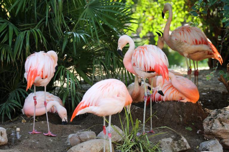 Flamingos at the Reid Park Zoo